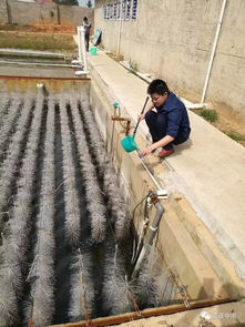 腾冲养殖废水处理(海水养殖废水处理技术)(图3) 畜禽养殖废水处理工艺