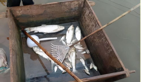 水池污水什么药剂处理